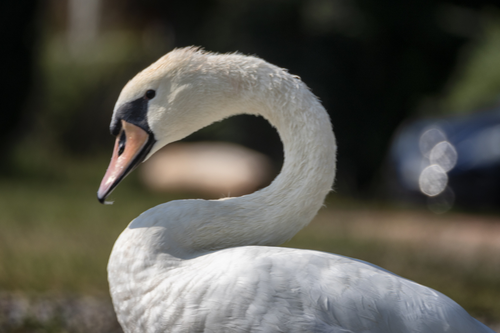 Il cigno della Schiranna