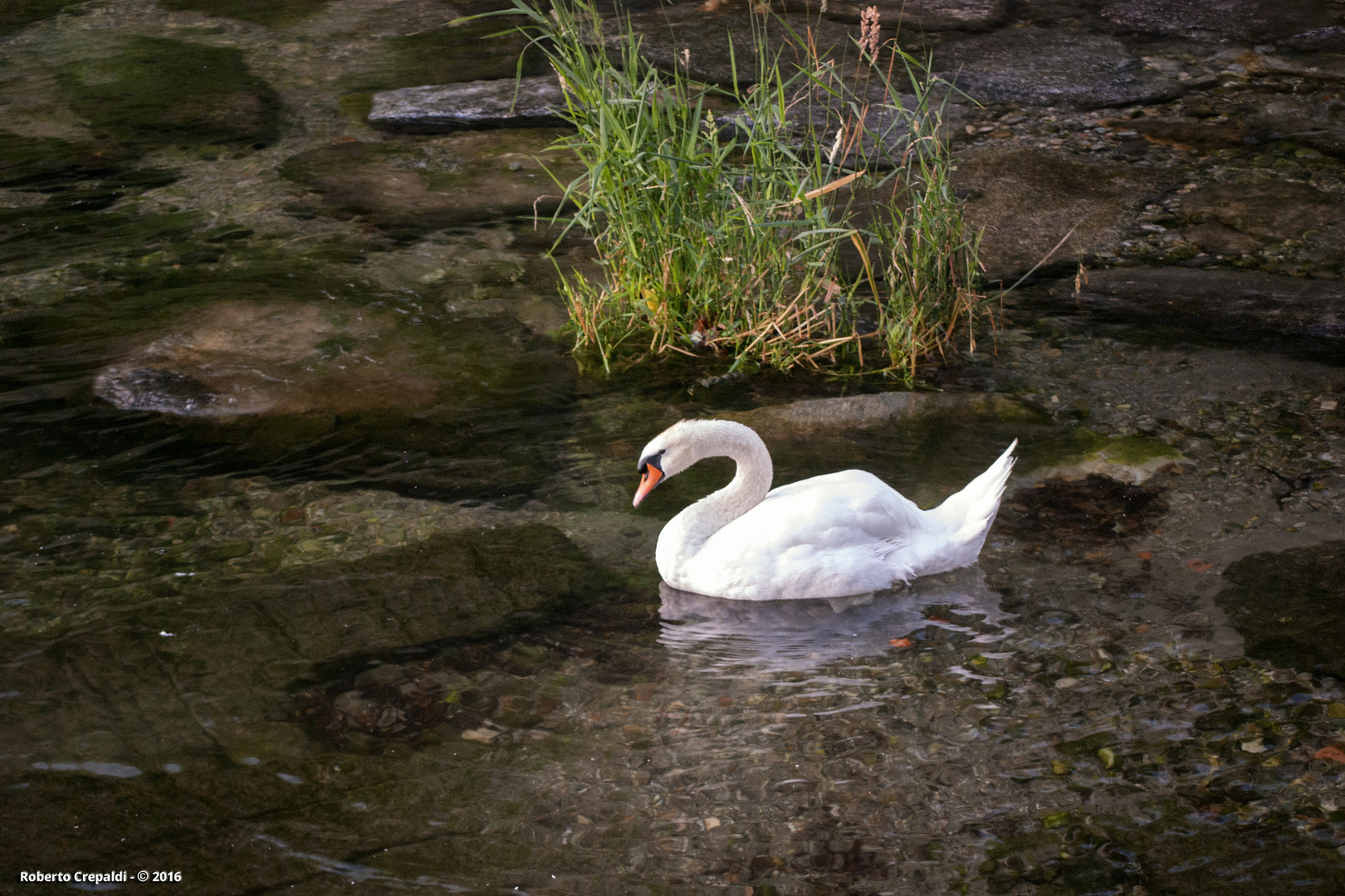 Il cigno di Caldè