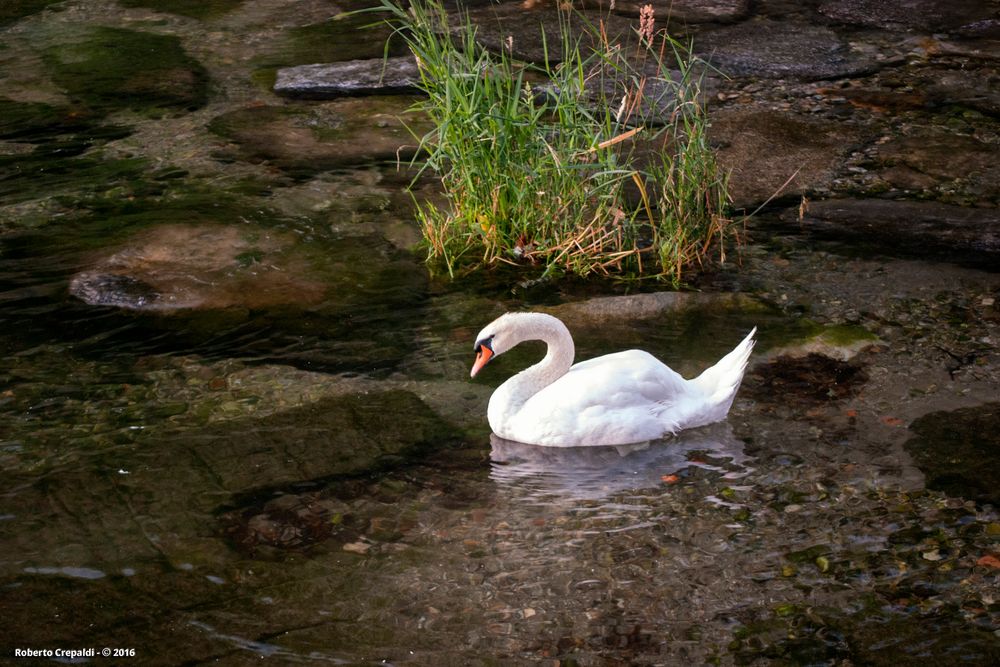 Il cigno di Caldè