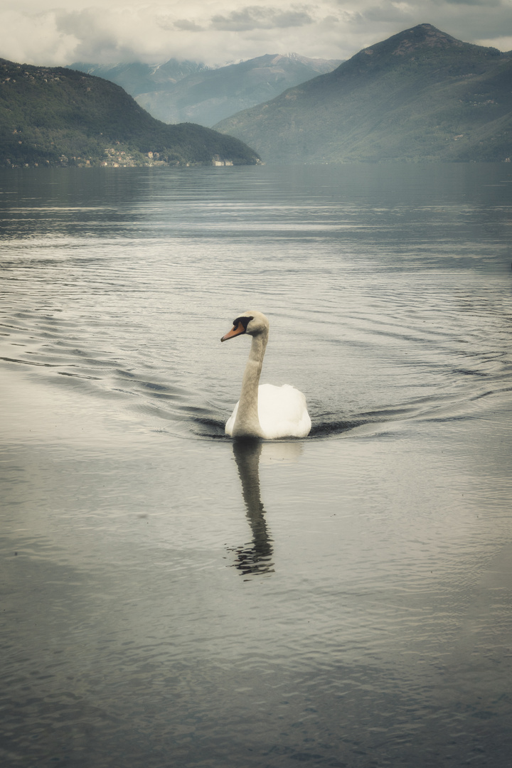 Il cigno di Porto Valtravaglia