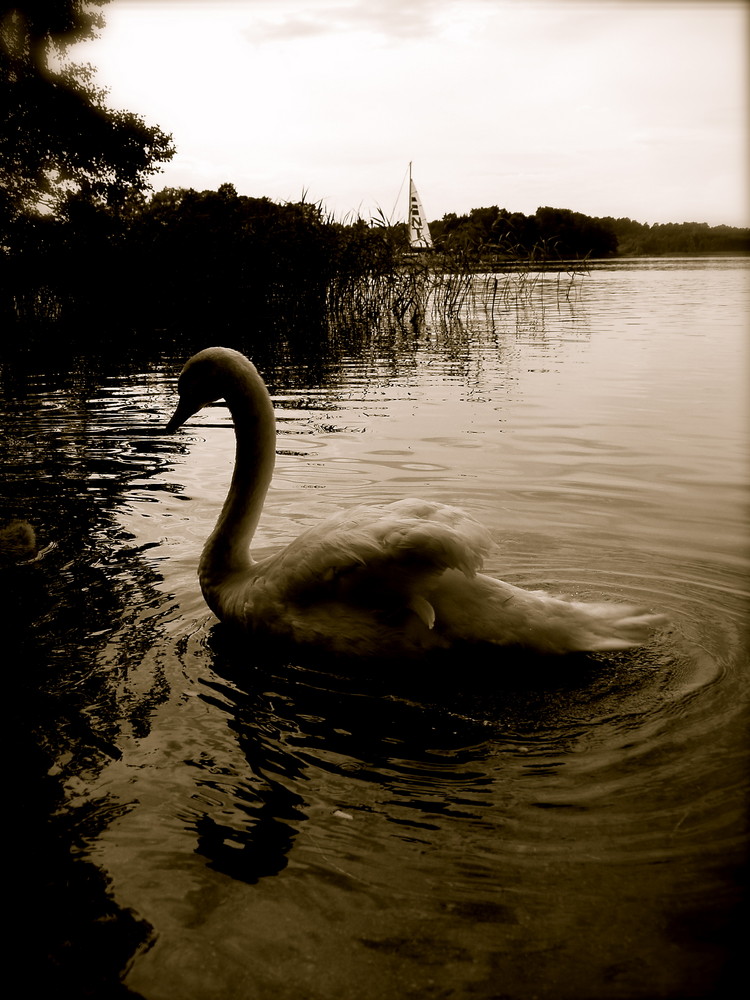 Il cigno di Trakai (lituania)