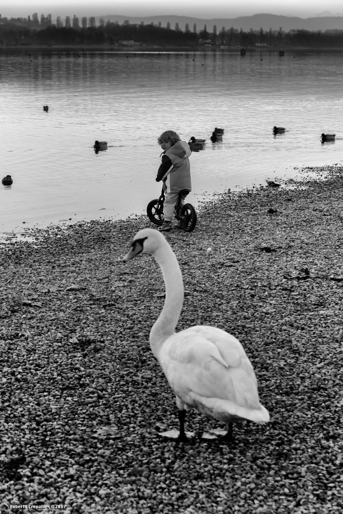 Il cigno e il bambino