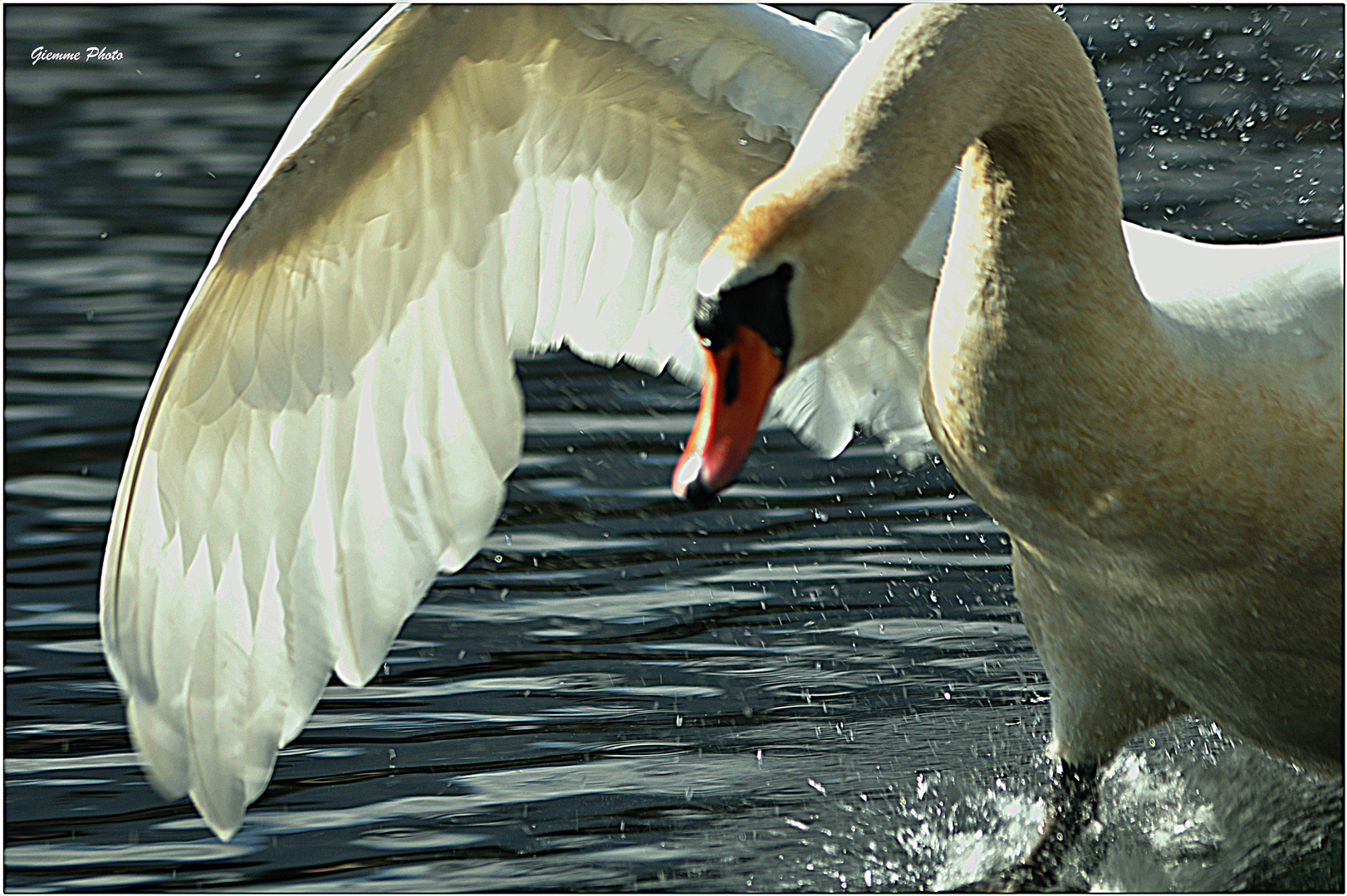 Il Cigno Guerriero..