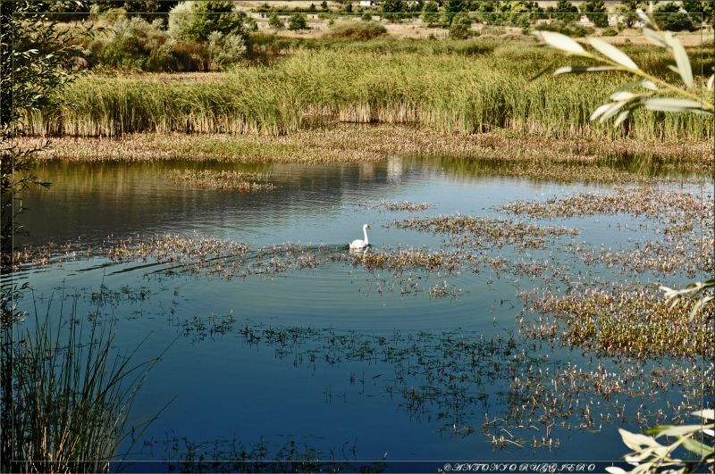 Il Cigno nel Lago