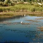 Il Cigno nel Lago