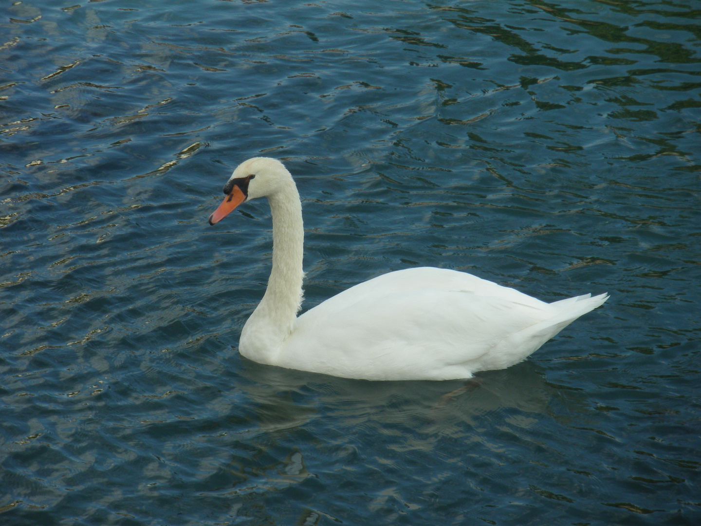 Il cigno nel lago...