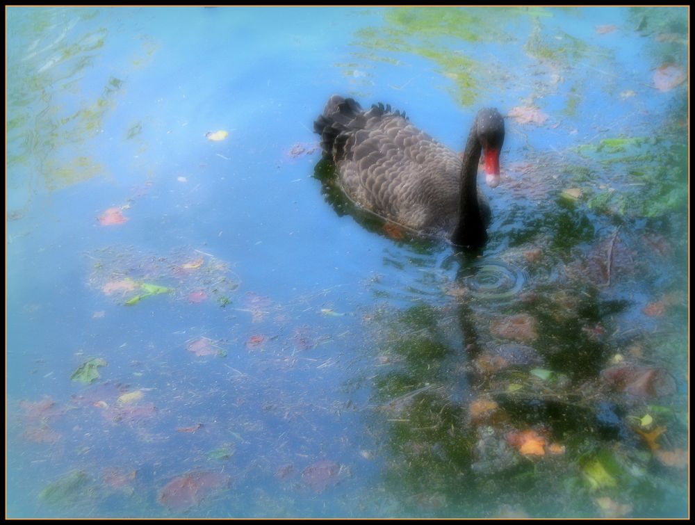 ...IL cigno nero...