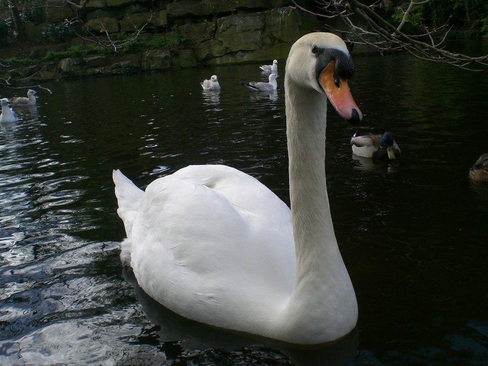 il cigno più bello di dublino