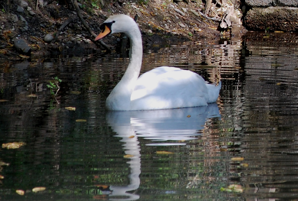 Il cigno riflesso