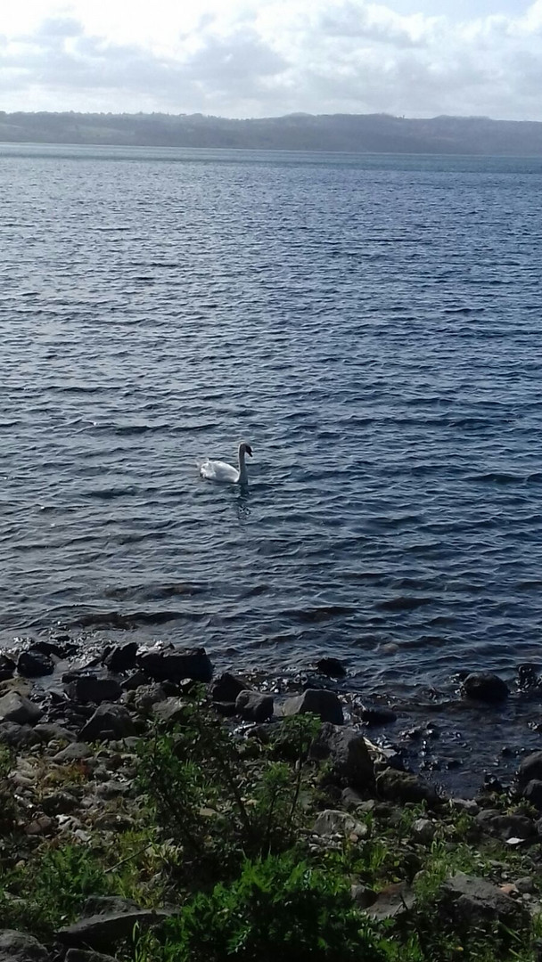 il cigno solitario