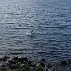 il cigno solitario