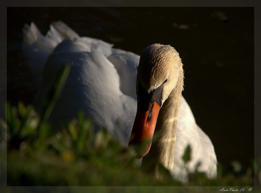 Il cigno solitario