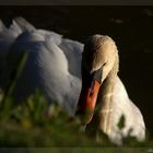 Il cigno solitario