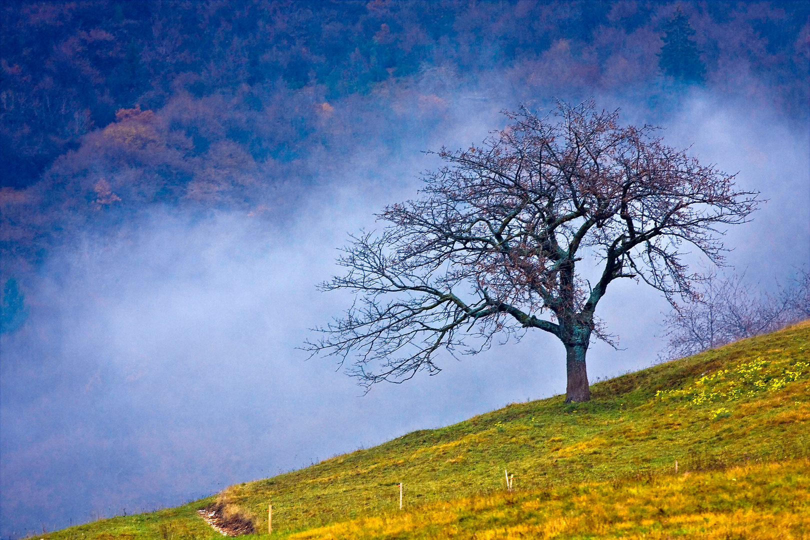 il ciliegio di montagna