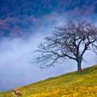 il ciliegio di montagna