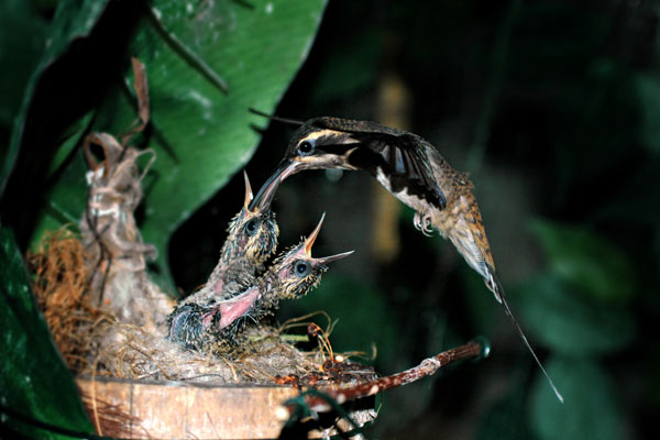 Il colibrì a Miramare