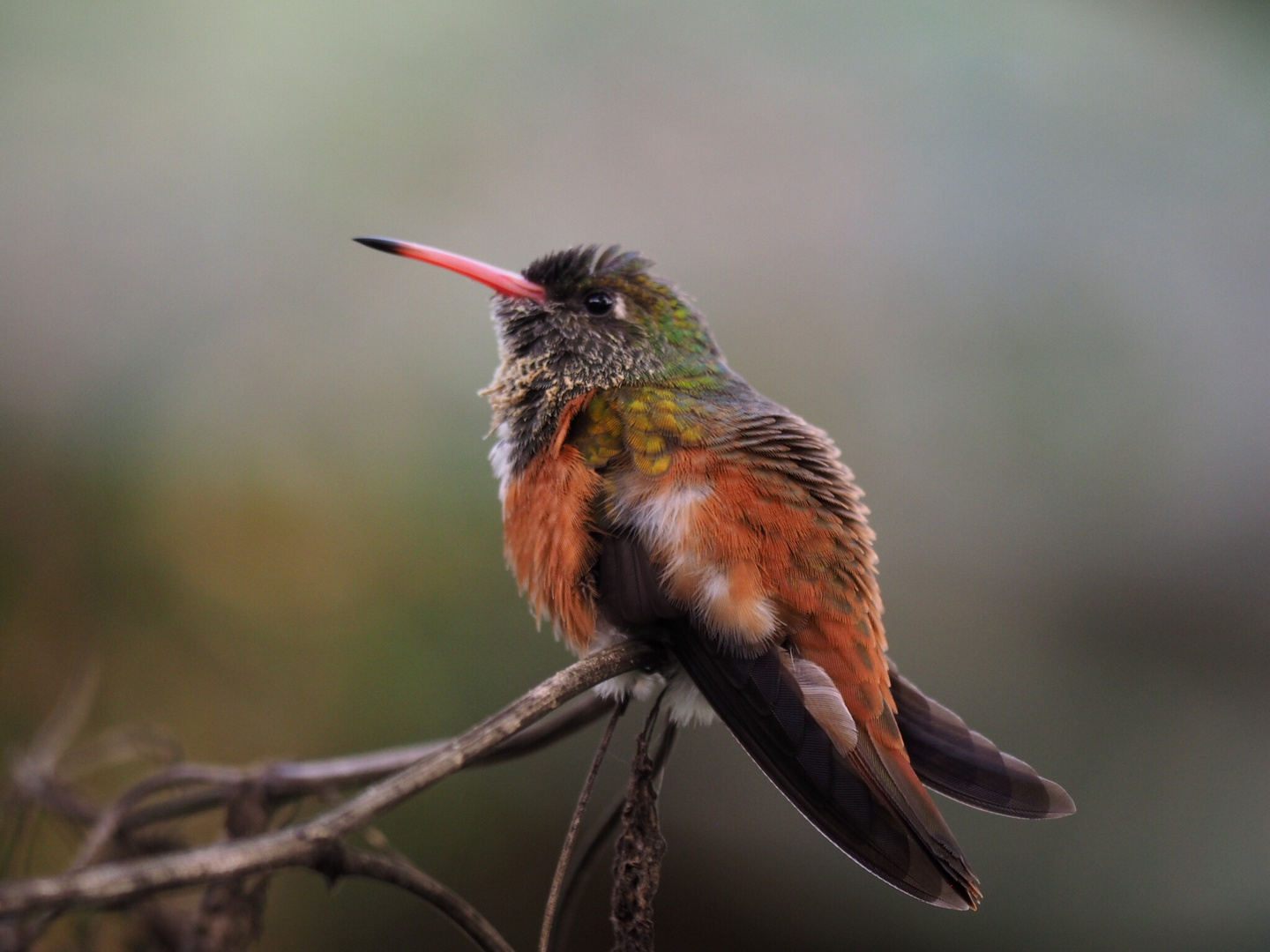 Il Colibrì Foto Immagini animali, animali