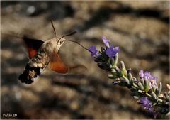 Il colibrì dei poveri (3)