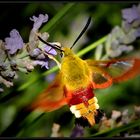 Il colibrì dei poveri (4)