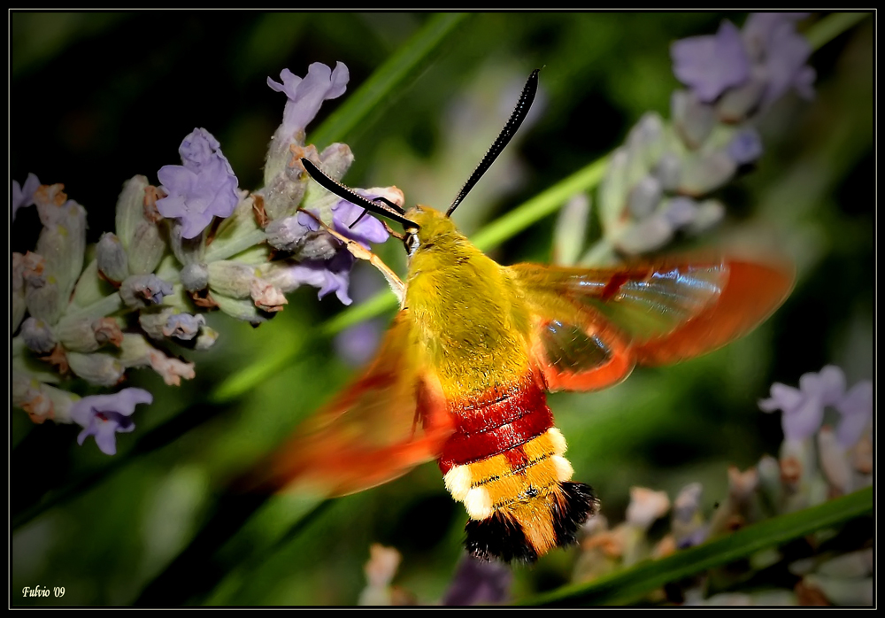 Il colibrì dei poveri (4)