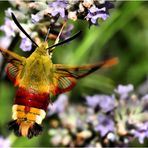 Il colibrì dei poveri (5)