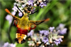 Il colibrì dei poveri (5)