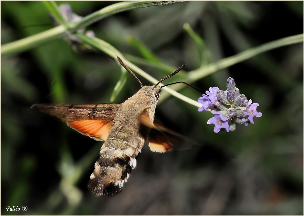 il colibrì dei poveri...