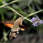 il colibrì dei poveri...