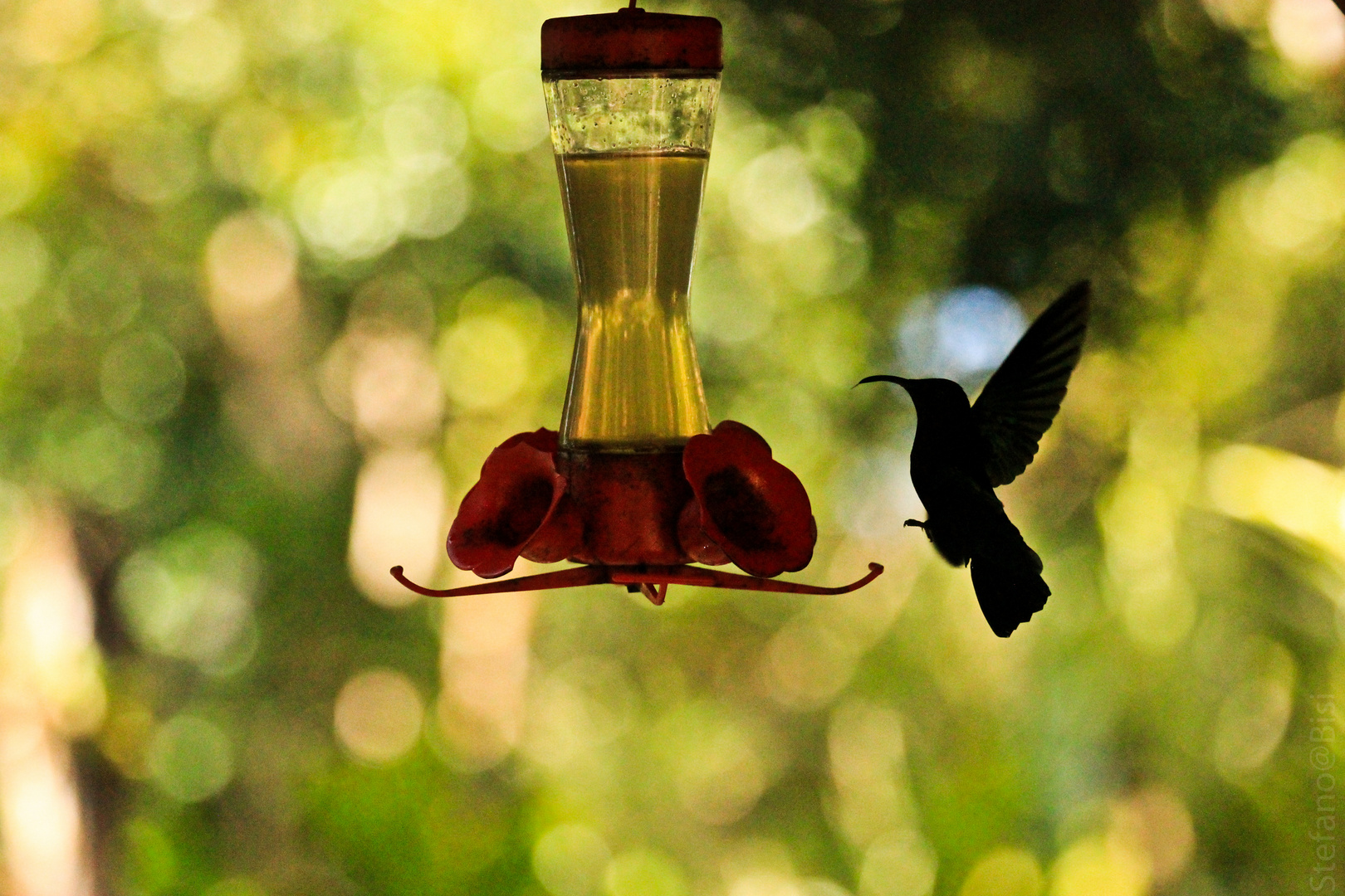 Il colibrì ha sete ...