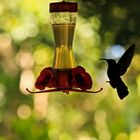 Il colibrì ha sete ...