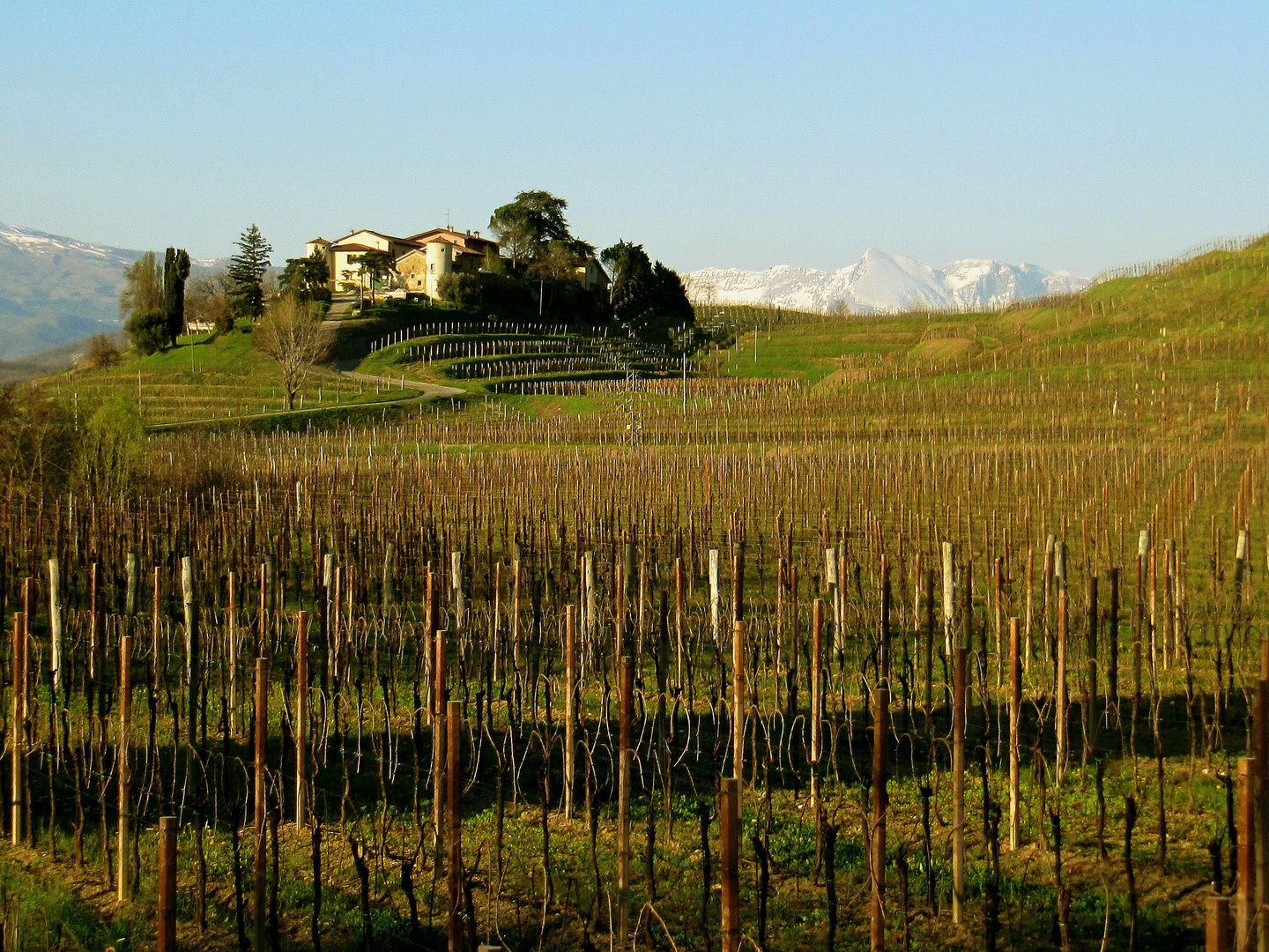 Il collio in primavera