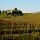 Il collio in primavera