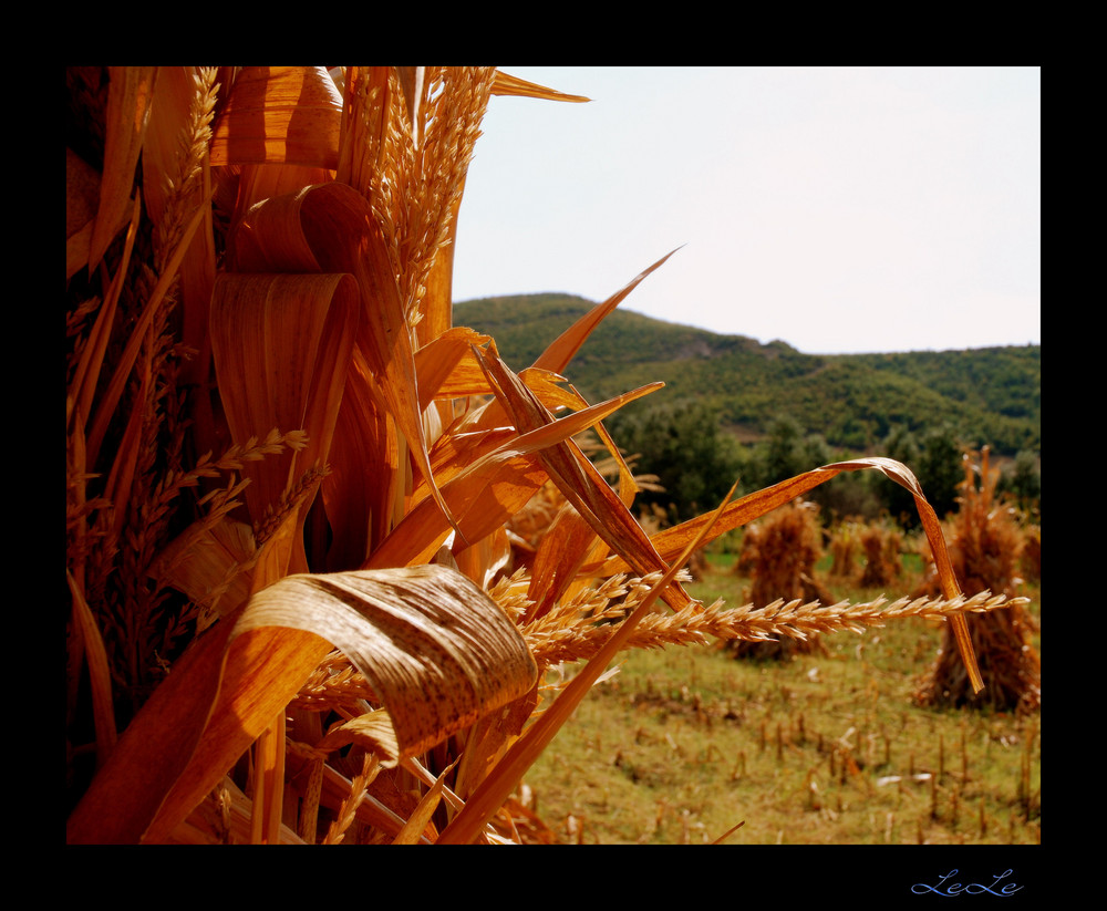 Il colore del grano