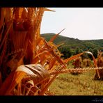 Il colore del grano