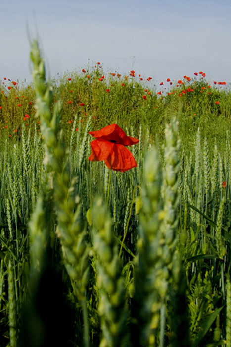 Il colore della natura