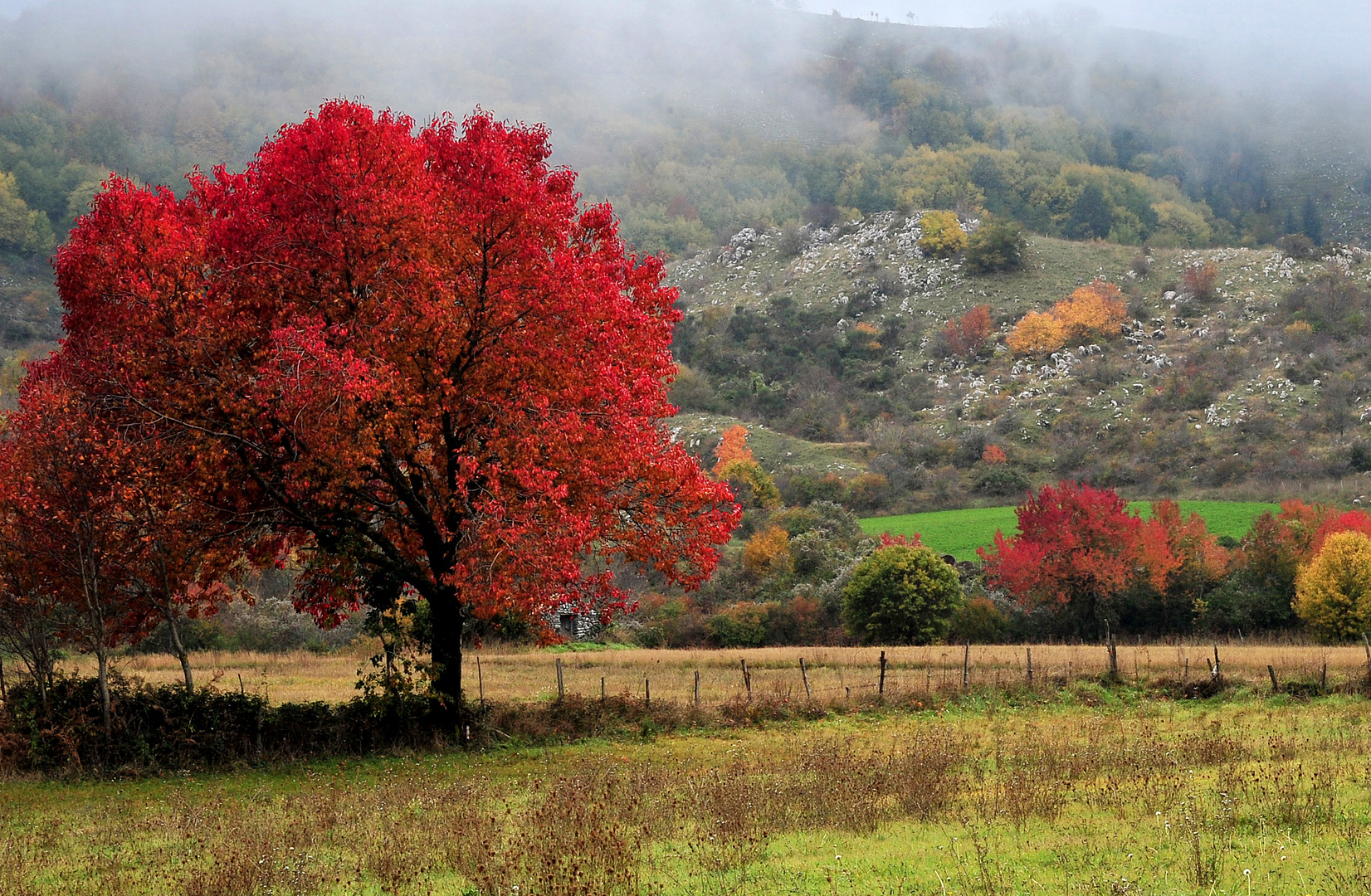 Il colore forte