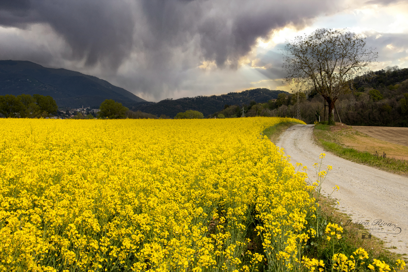 Il colore giallo