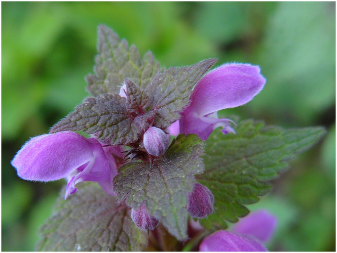 Il colore viola  