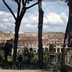 Il Colosseo tra i pini del Palatino