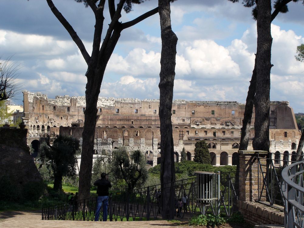 Il Colosseo tra i pini del Palatino