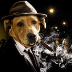 Il commissario Dog Labrador e Catwoman