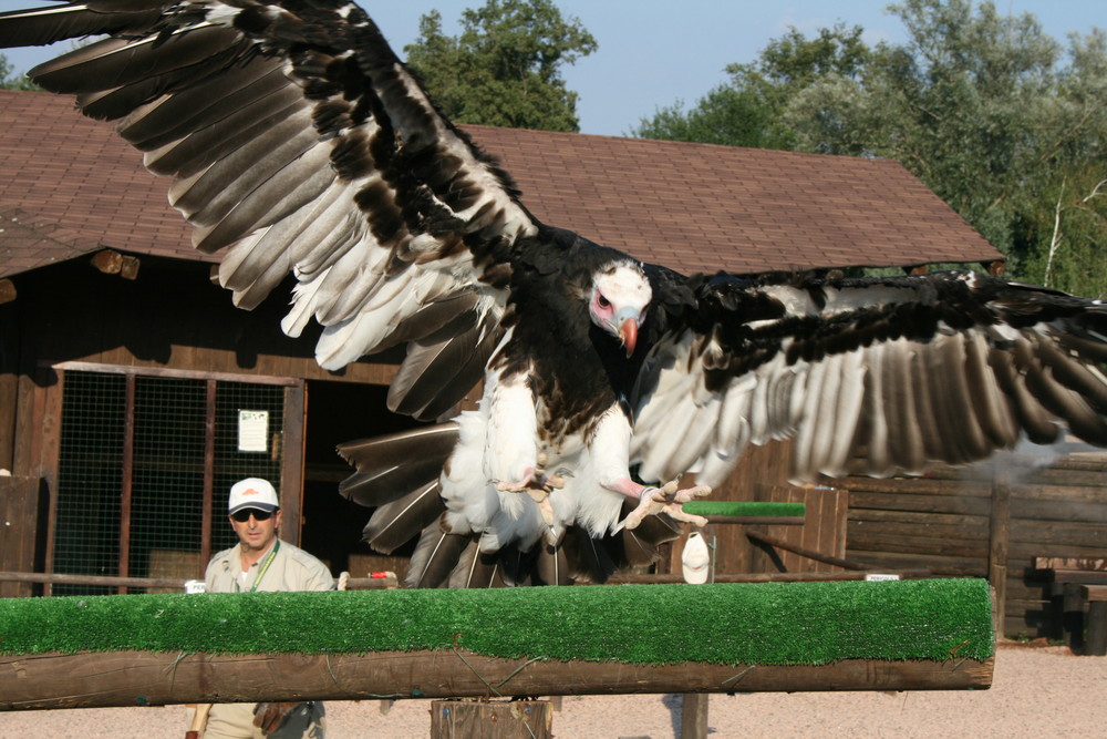 Il condor