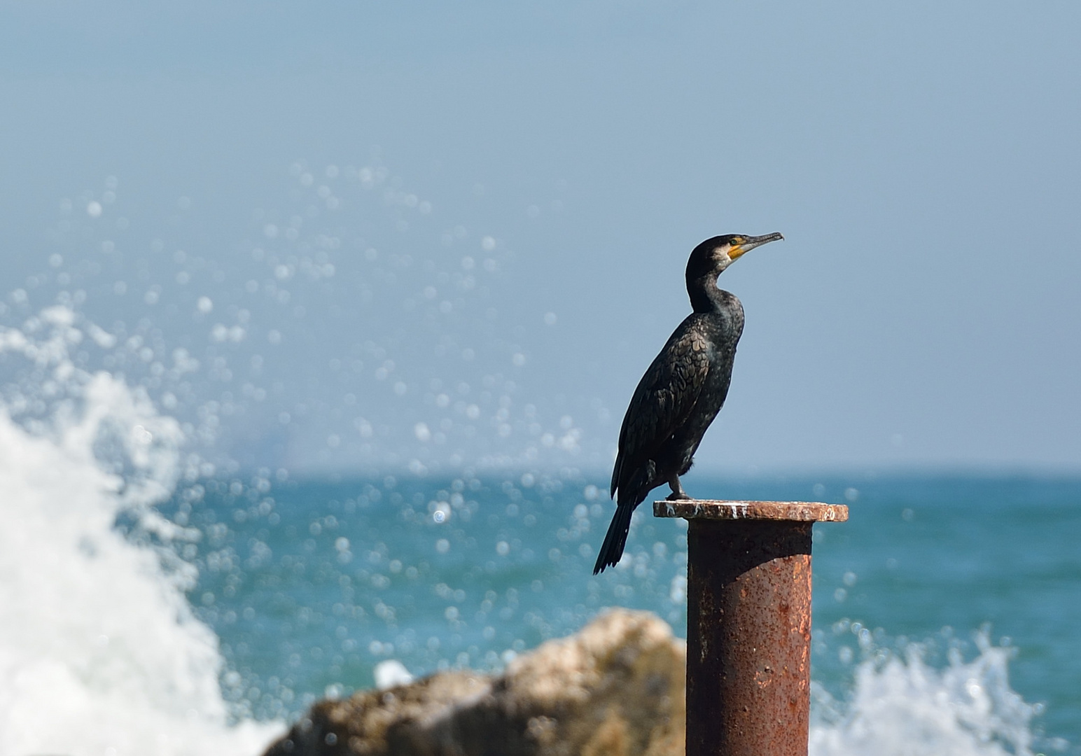 IL cormorano