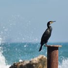 IL cormorano