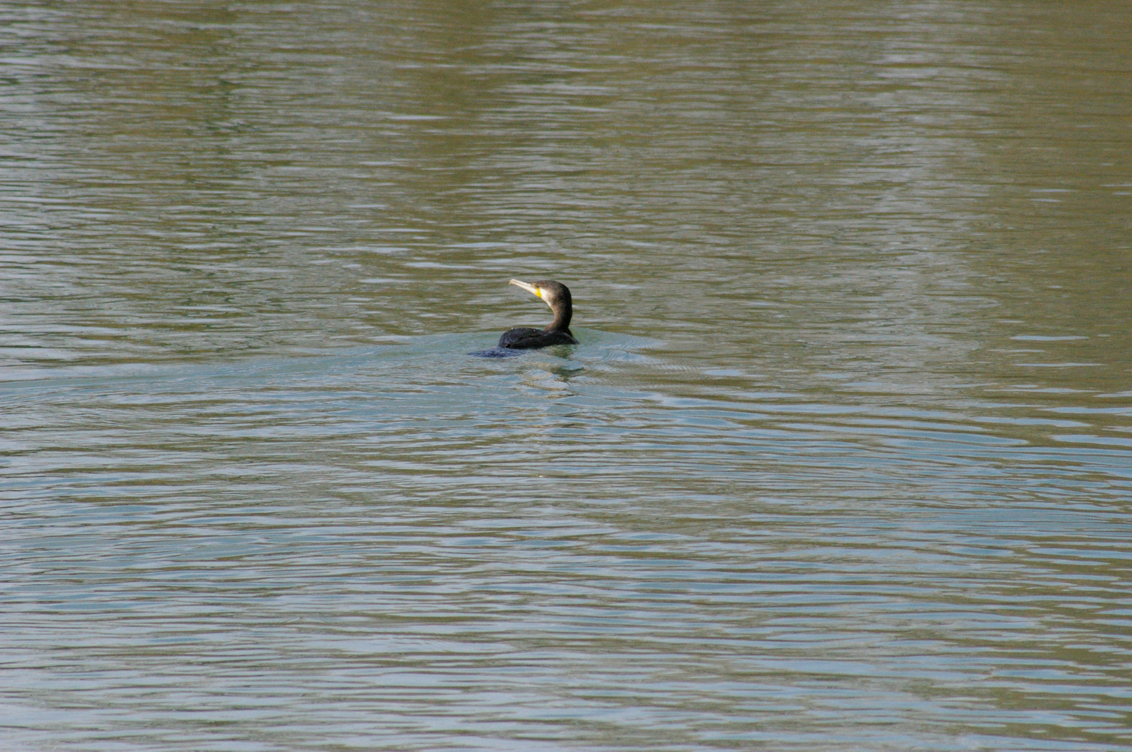 IL CORMORANO