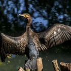 Il Cormorano al sole