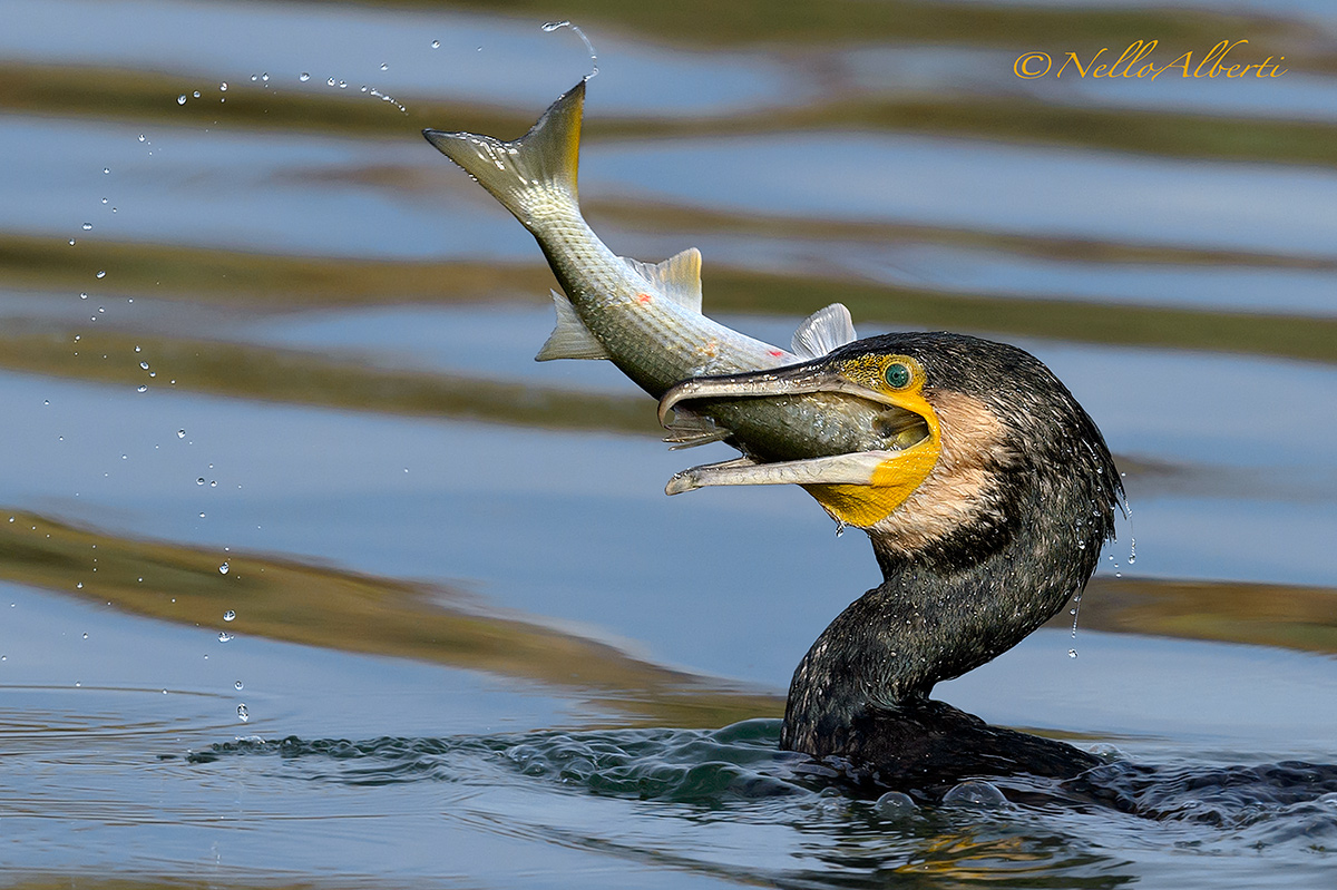 il cormorano e il cefalo !