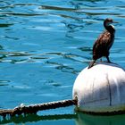 Il cormorano stitico