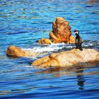 Il cormorano sulla roccia