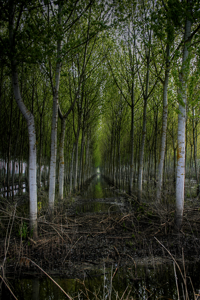 Il corridoio verde